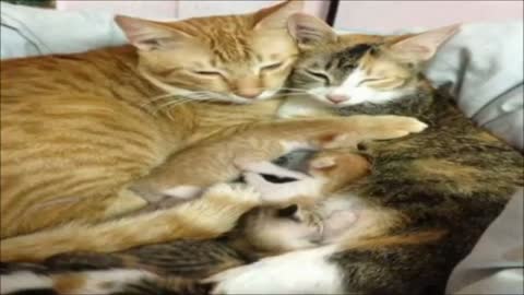 What a beautiful family. An example for humans