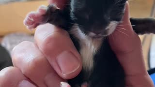 Newborn Kitten