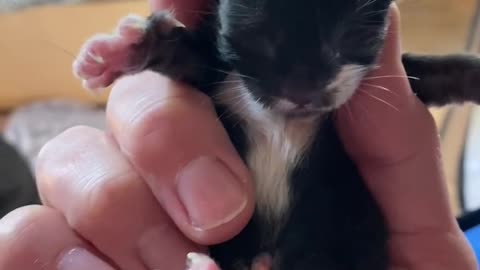 Newborn Kitten