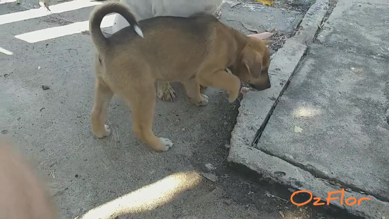 Two puppies happy to see me and parents on the lookout