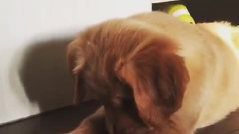 Dog flips out over carrot