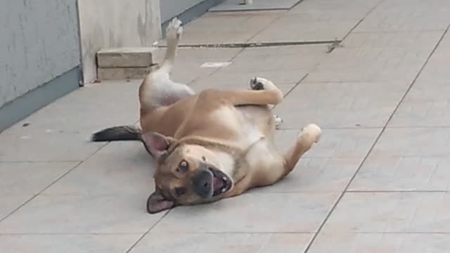 Coceirinha nas costas