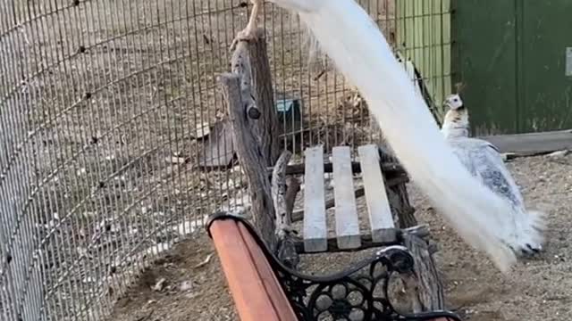 The yard watchdogs! All day and night during breeding seasons White peacock part 17