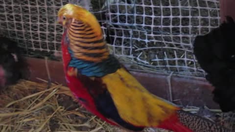 A pair of Herlequin quail