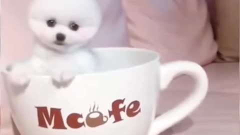 Cute Dogs