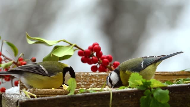 Bird food