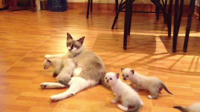 Kittens suckle mother's milk and play