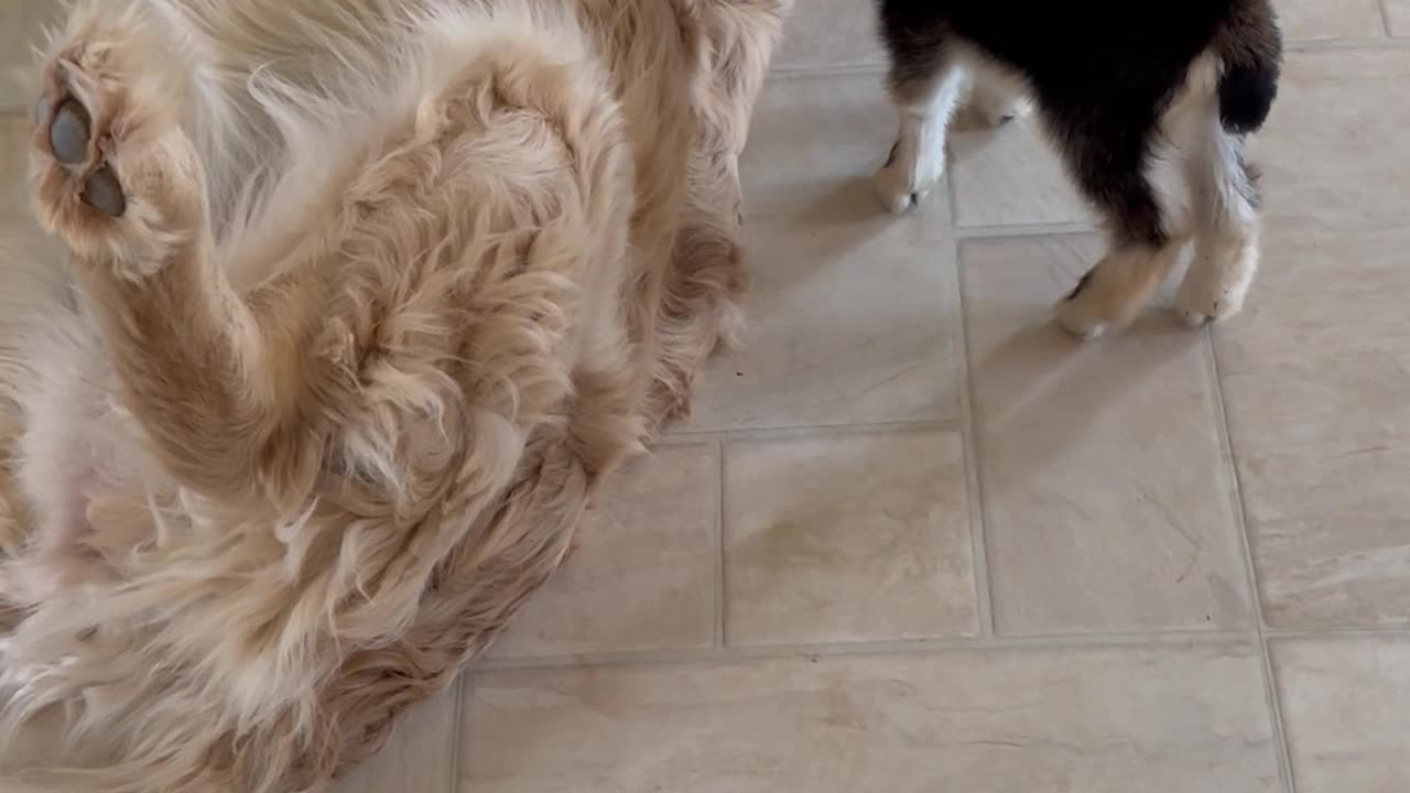 Golden Retriever Cares For Baby Goat