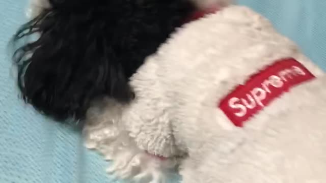 cute mixed cheery doggy