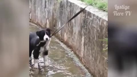 Best funny cats and dogs moments | funny videos