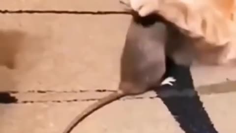 OMG 😱 cute animal 😍😘