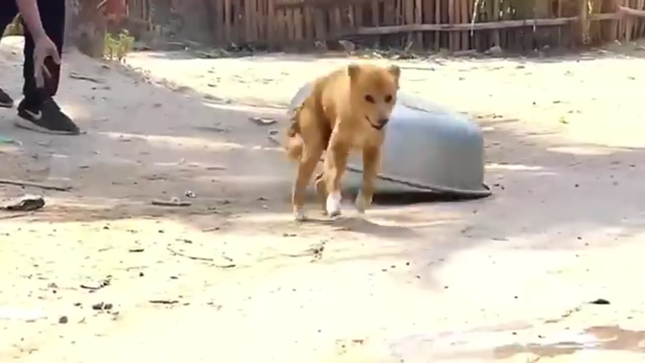 troll prank dog with fake lion and fake tiger