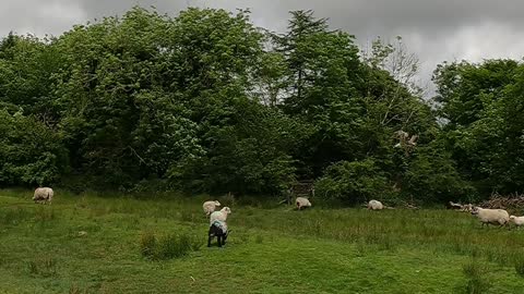 Cute lambs. Dartmoor