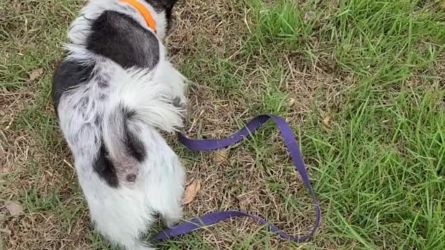 Excited dog in the grass