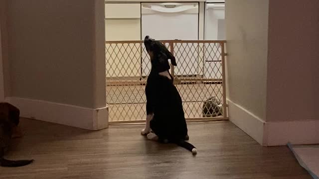 Puppy trying to reach something on the kitchen counter