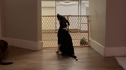 Puppy trying to reach something on the kitchen counter