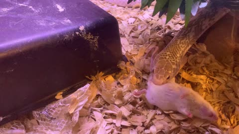 Indonesian Spitting Cobra eating