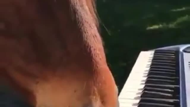 talented horse!!! rsrsrs...