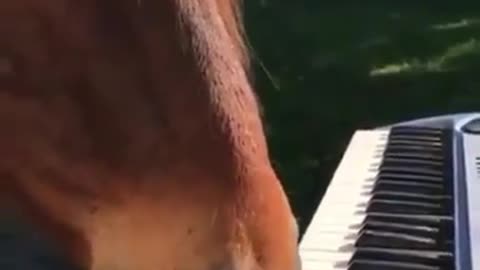talented horse!!! rsrsrs...