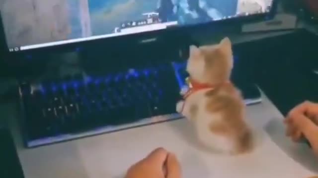 Kitty Plays FPS