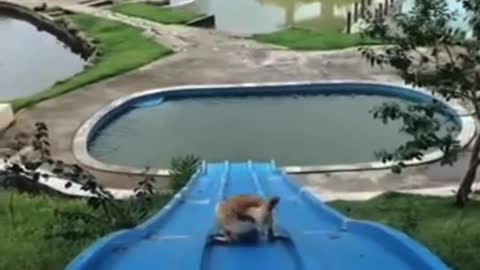 Cat waterslide 🤣