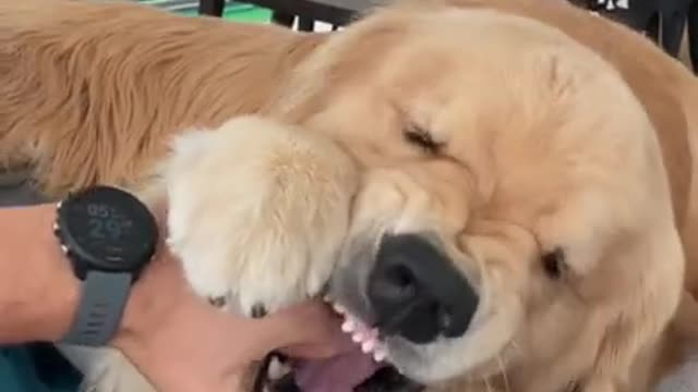 retriever is gentle