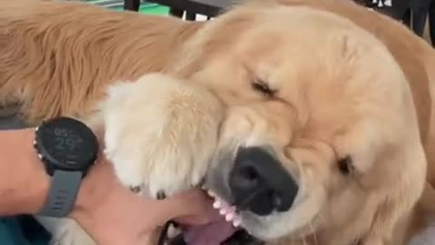 retriever is gentle