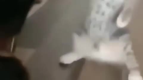 Cat funny fighting