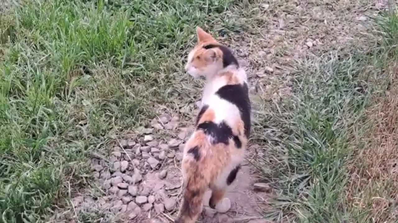 After the mother cat peed, she covered it. Baby kittens are waiting for their mother