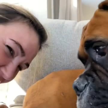 Boxer dog playing with his owner wonderful movements