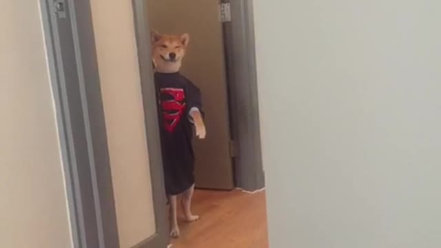 Shiba super dog