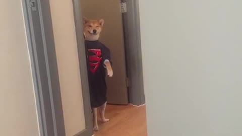 Shiba super dog