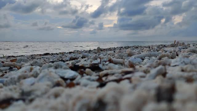 Hermit Crabs in Action - Beautiful Time-Lapse Video