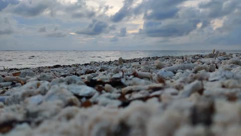 Hermit Crabs in Action - Beautiful Time-Lapse Video