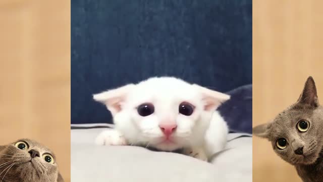 Cute Cats And Dogs - 2021