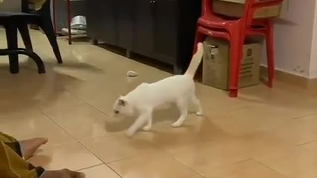 Cat funny moments