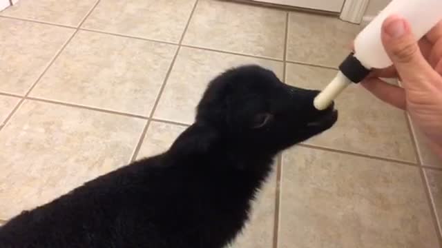 Baby Lamb Drinking Bottle - Look at that tail go!