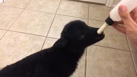 Baby Lamb Drinking Bottle - Look at that tail go!