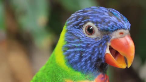 Happy and talking parrot