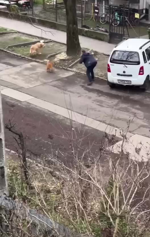 Crazy cat wants a piece of everyone 🤣🤣