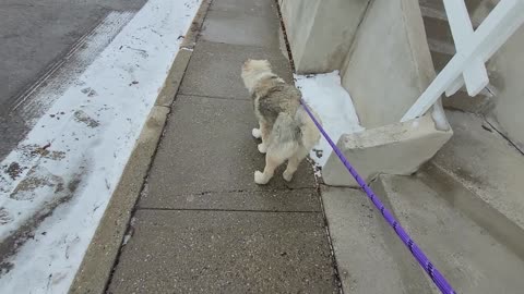 Pixie's 11th Day With Drew - Caucasian Ovcharka Dog - Caucasian Shepherd