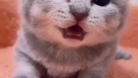 Cute cat 🐈 video