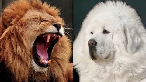 15 Most Expensive Dogs in the World you will be shocked