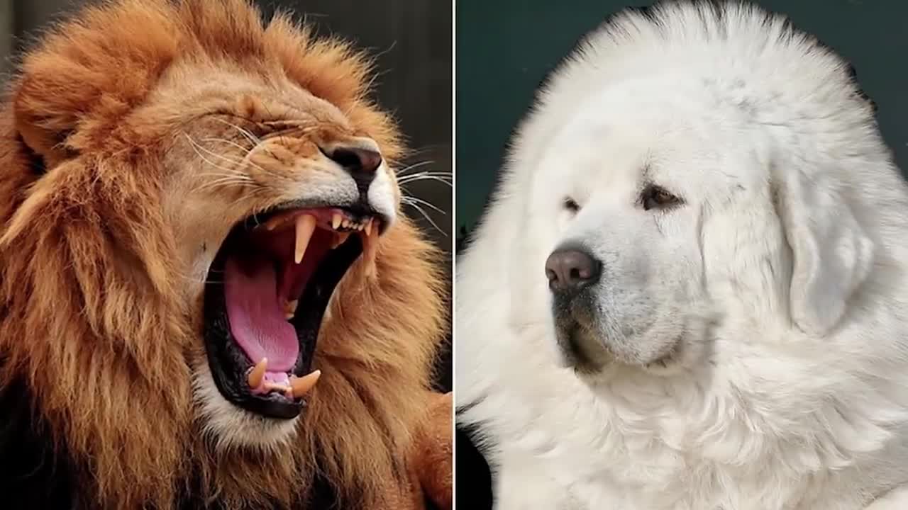 15 Most Expensive Dogs in the World you will be shocked