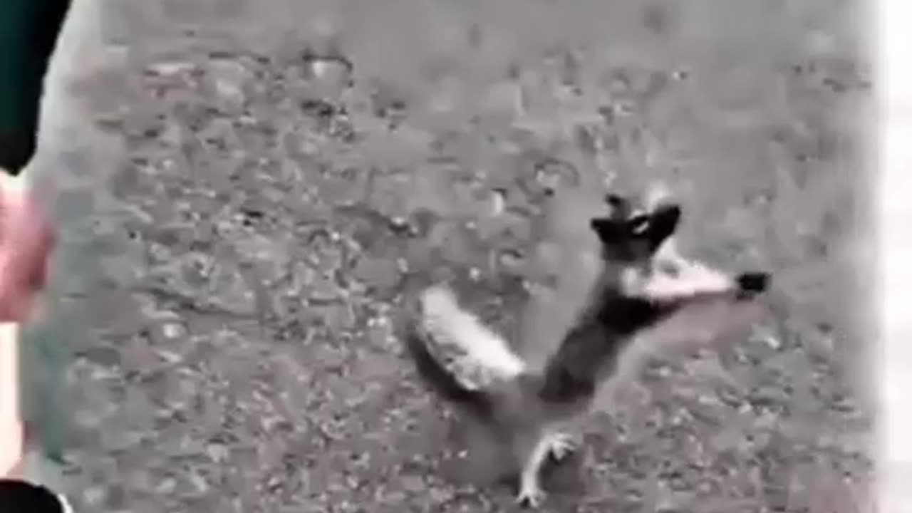 Thirsty squirrel asking for water from human