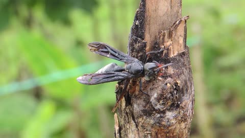 Close Camera On Insect Wasp On Tree