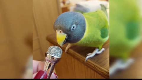 Parrot talks adorable gibberish into a teny