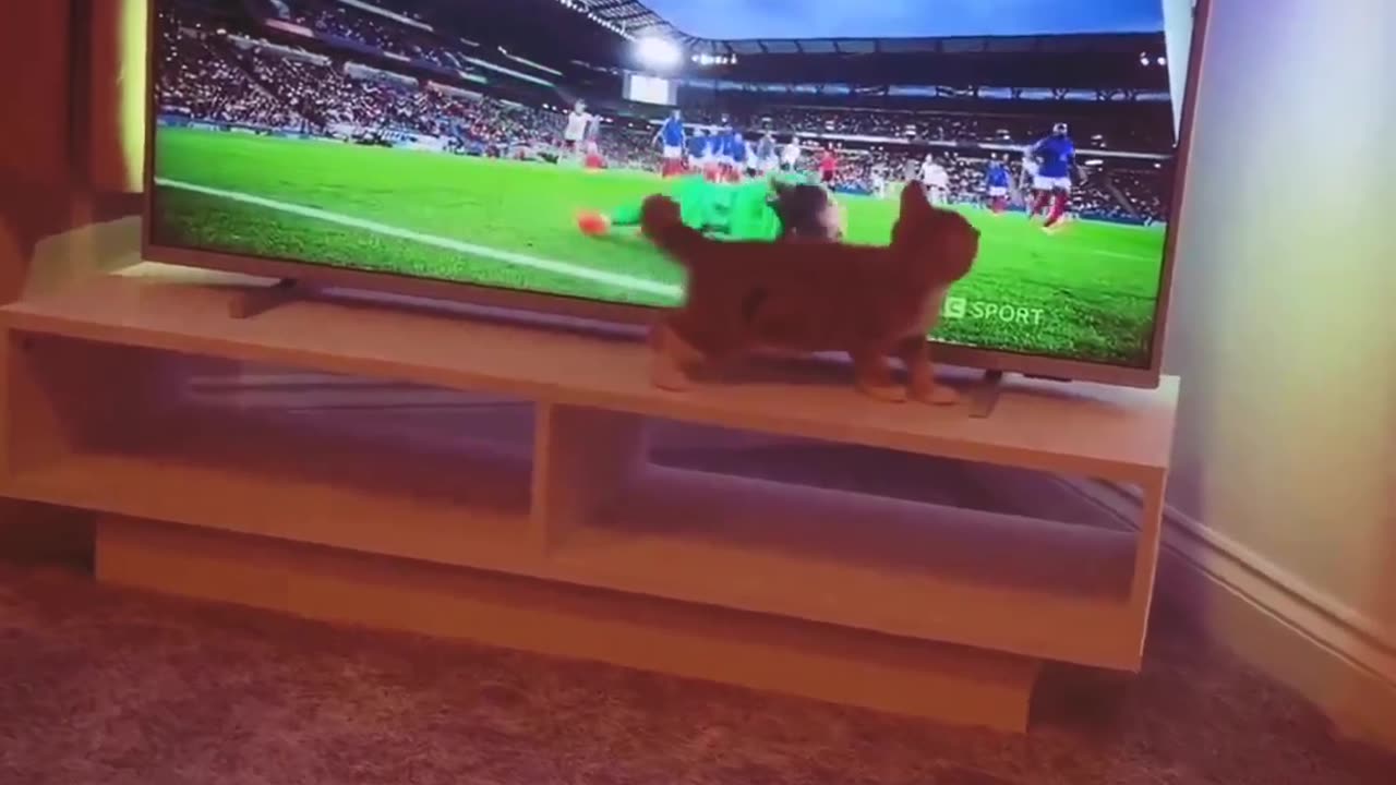 Funny animal // this cat born to be a goalkeeper // #cutcat #funnyanimal #video #short