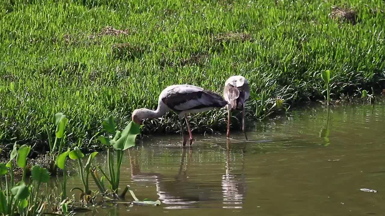 Birds fishing in shallow water