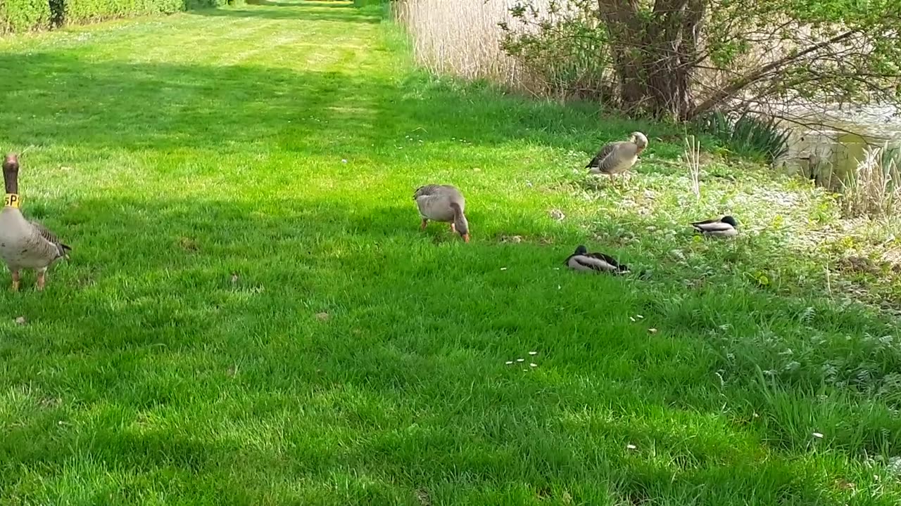 Gänse und Wildenten am Teich (garden club)